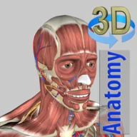 3D Anatomy